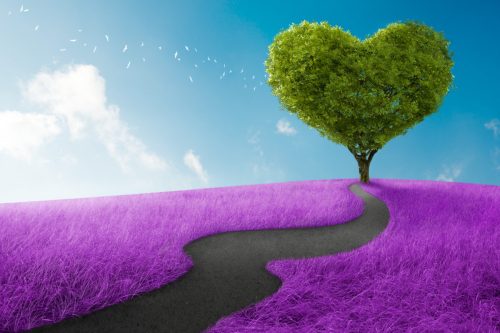 Heart shape tree in lavender meadow for love symbol